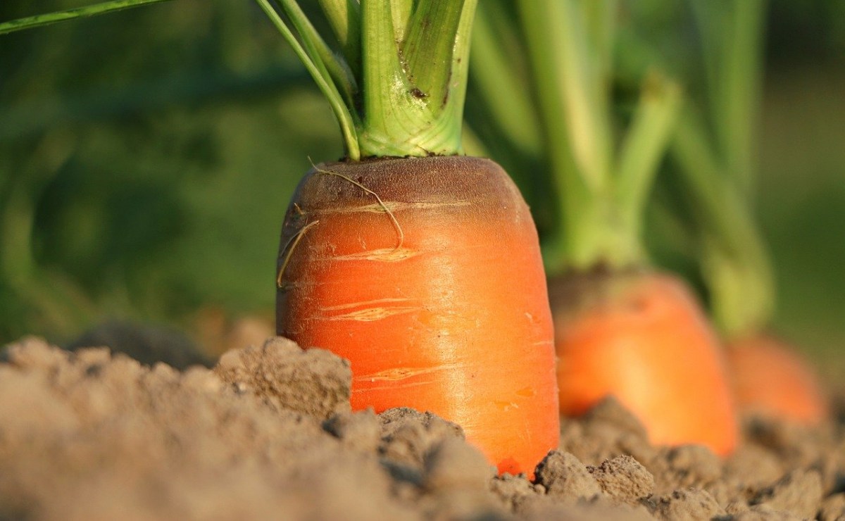 Por qué Andalucía es una de las comunidades que más cultivan zanahorias