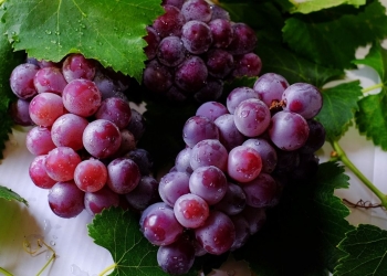 Semillas de las uvas: por qué las gente las quita pese a aportar estos beneficios