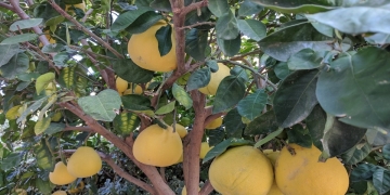 árbol de pomelos