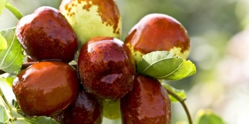 ¿Cuál es la fruta más dulce? Una pista crece a varios metros de altura y empieza por D