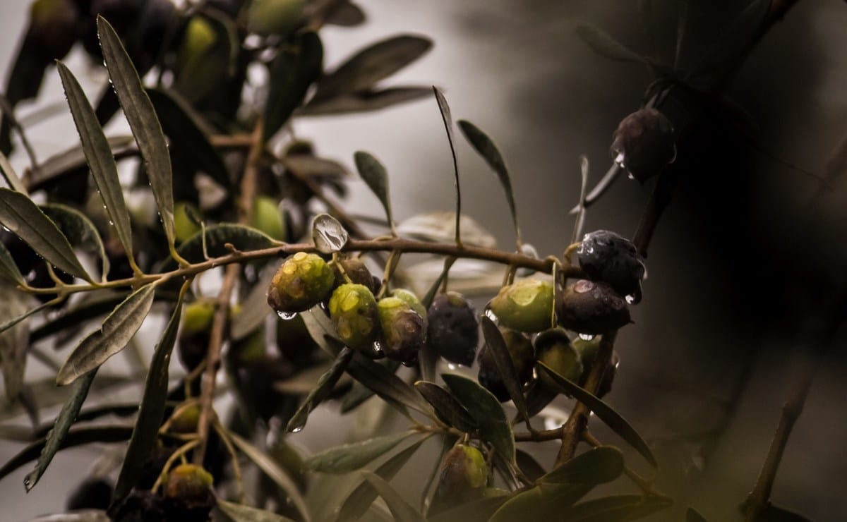 Cuánto tarda un olivo en empezar a dar su fruto