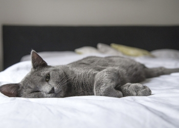 Cat on a mattress