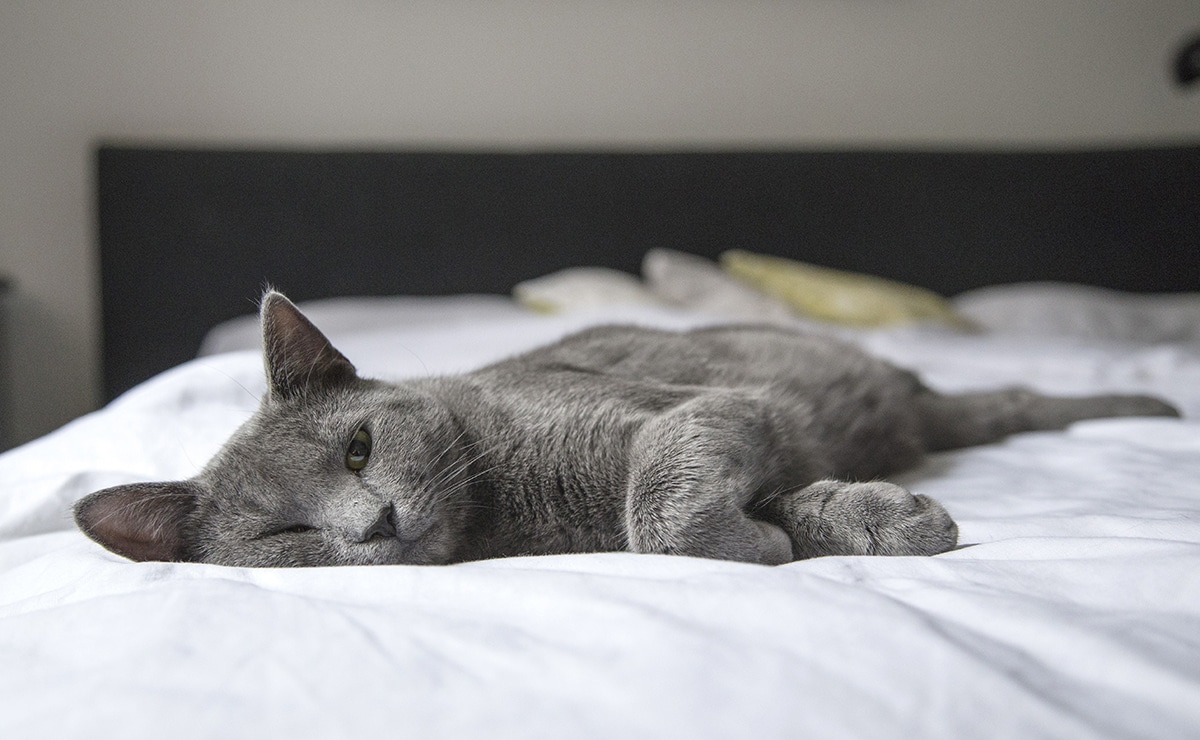 Cat on a mattress