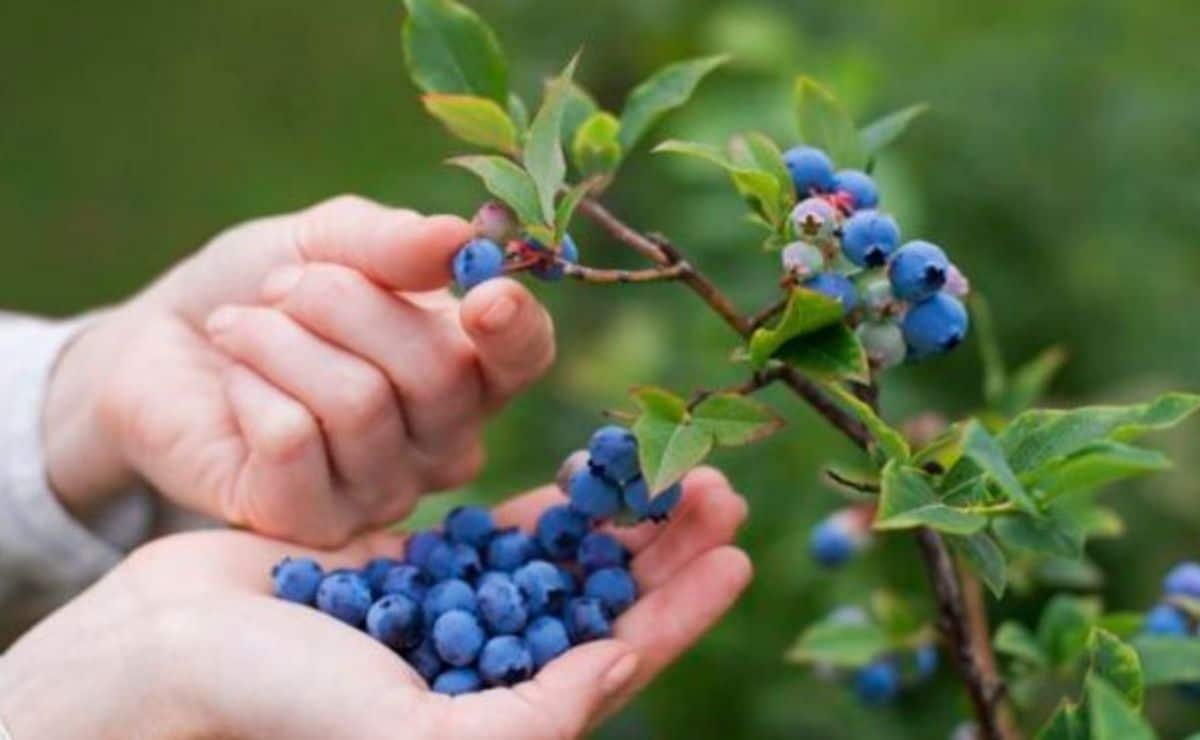 how to plant blueberry
