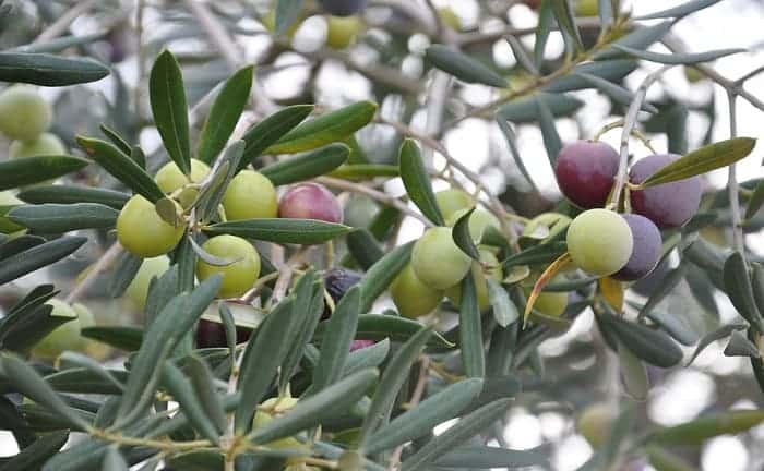 cultivar arbusto olivo
