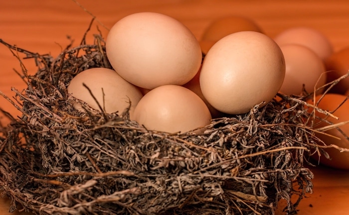 huevos puestos en un nido