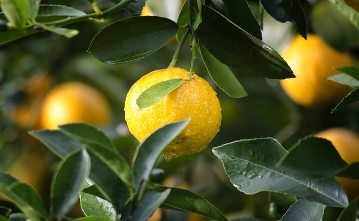 limon mercadona centro comercial tension arterial vitamina c antioxidante corazon nutricion ayunas fruta citrico calcio
