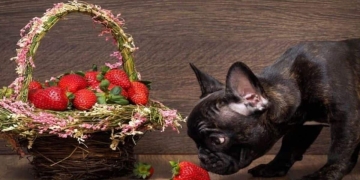 Beneficios o contraindicaciones de dar fresas a tu perro