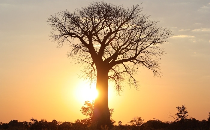 el fruto del baobab es muy beneficioso