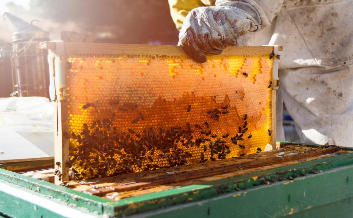 cogiendo un panal de abejas