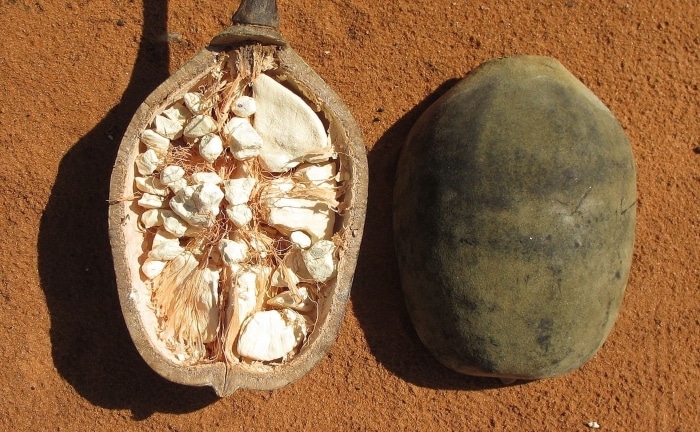 fruto del baobab