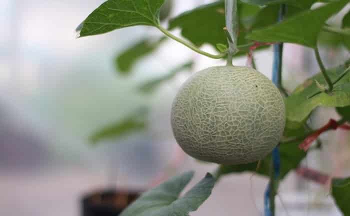 cultivo melones terraza patio