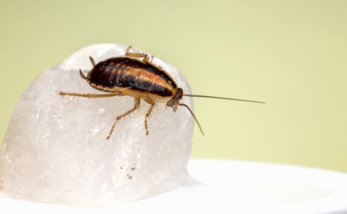 las cucarachas pueden provocar enfermedades