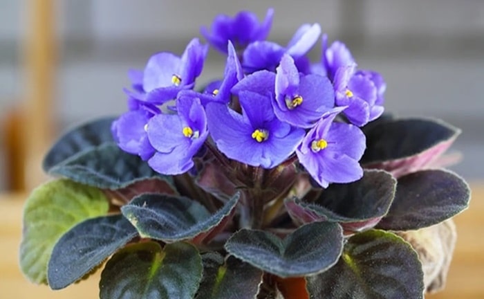 flores primavera violetas