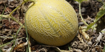 cultivar melon hogar huerta
