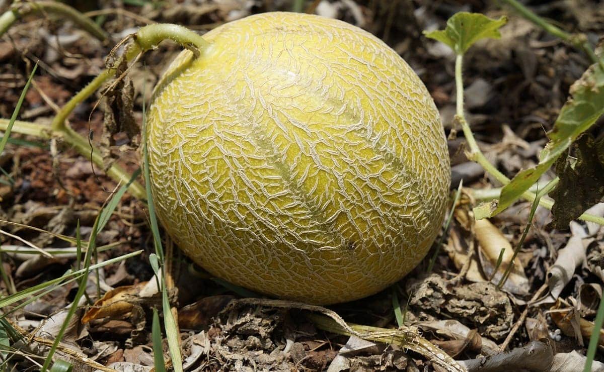 cultivar melon hogar huerta