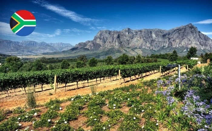 Sudáfrica es el mejor país productor de vino de toda África