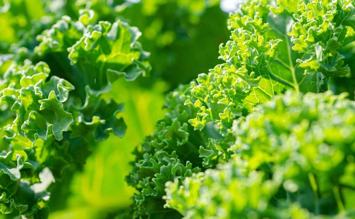 Matas de kale