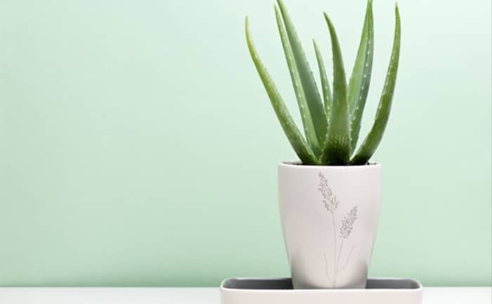 Aloe vera purifica aire hogar Leroy Merlin