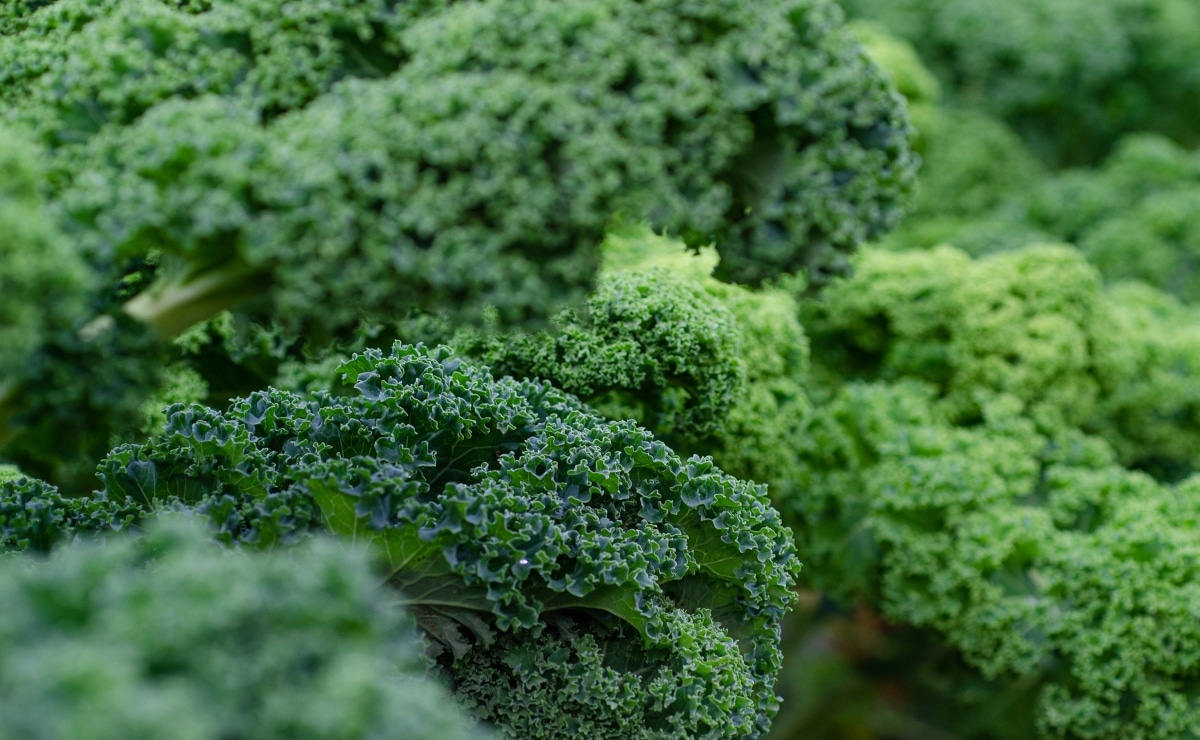 quien no puede comer kale