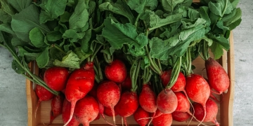 tuberculo raiz comestible
