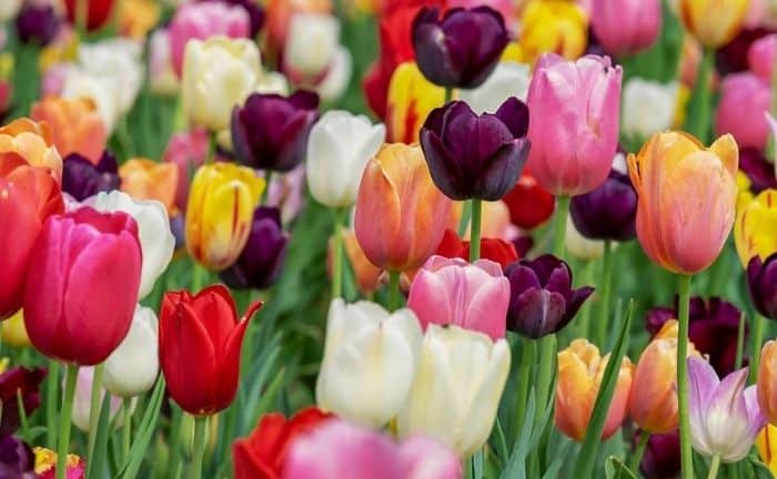 Como plantar tulipanes