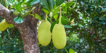 cómo comer semillas de jackfruit
