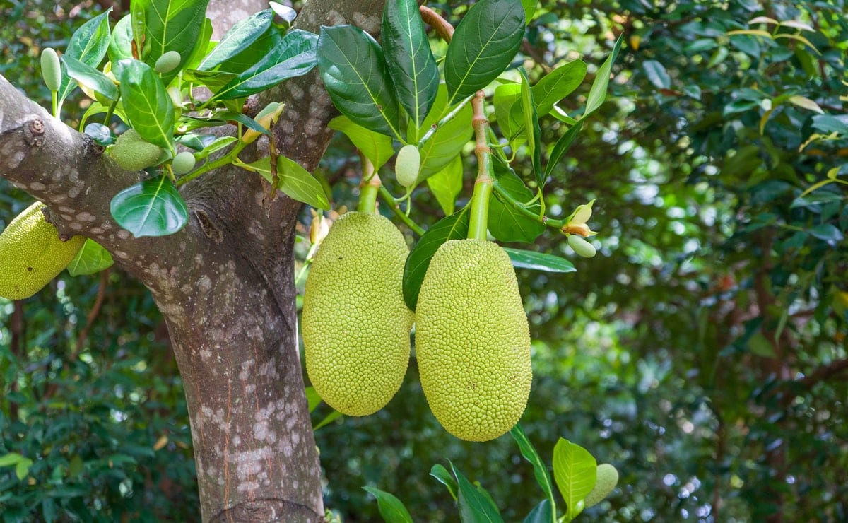 cómo comer semillas de jackfruit