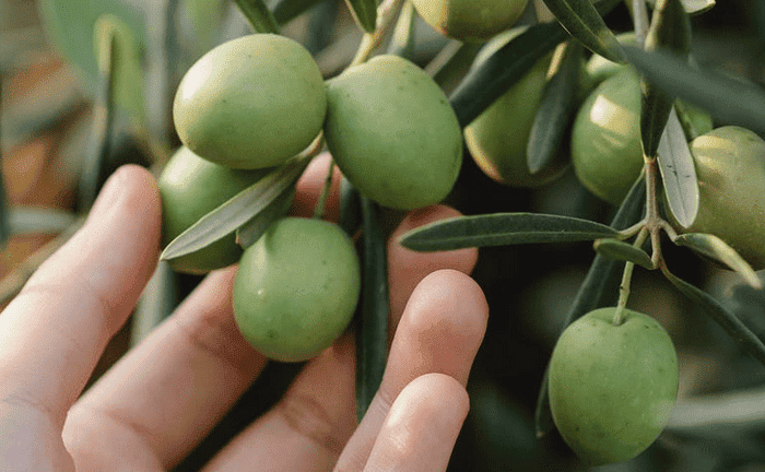 materia grasa salud olivo