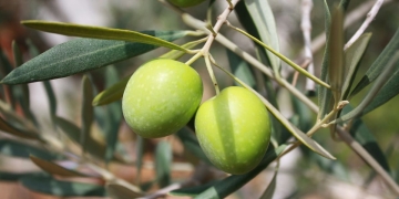 plantar aceitunas
