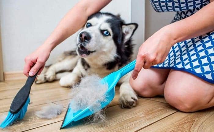 limpiar pelo mascota