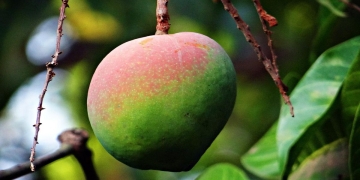 arbol mango