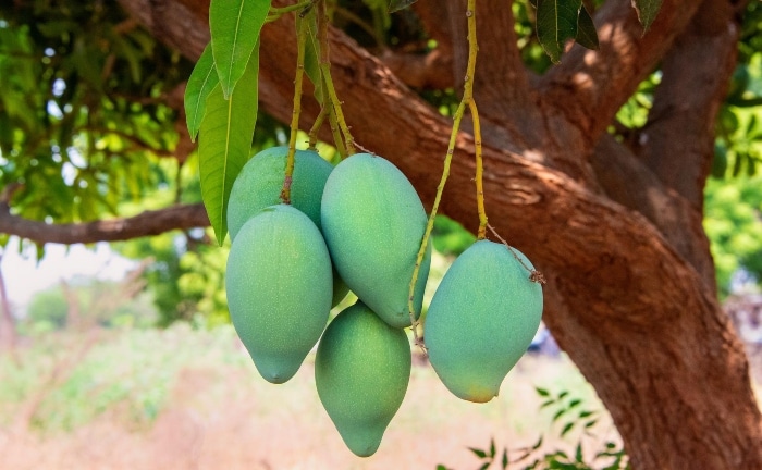 mango cultivado en árbol