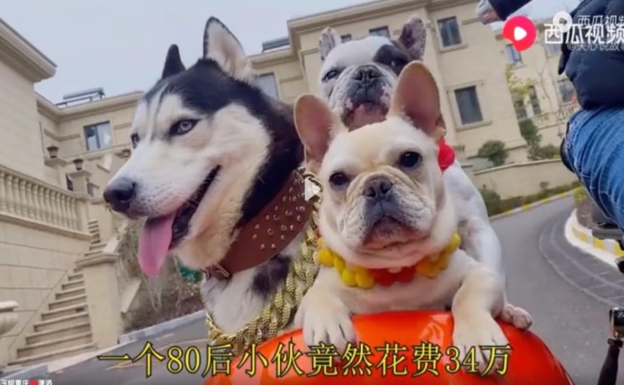 mansión perros China