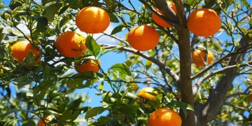 naranjo