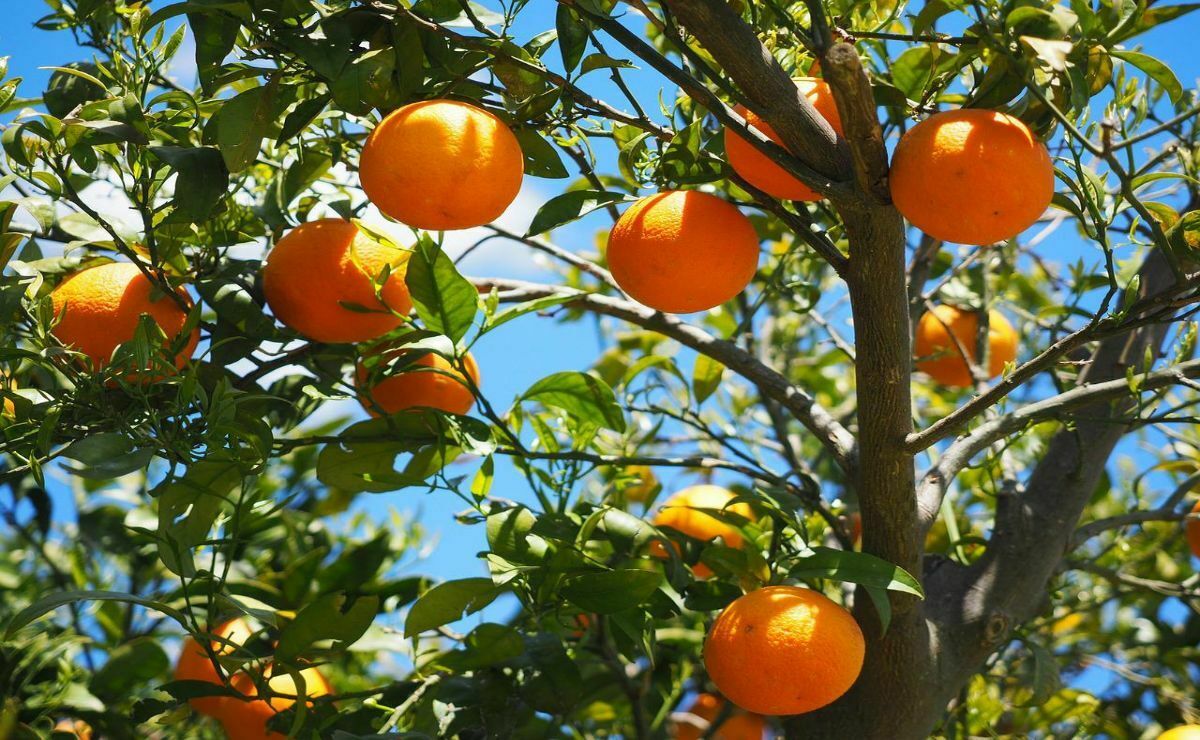 ▷ ✓ Muy facíl Cómo y cuándo plantar naranjos y limoneros ◁- Plantasmanía 🌱 🌱