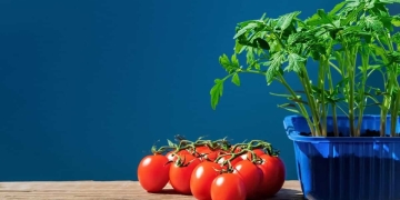 siembra tomate casero macetas