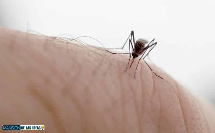 Proteger el hogar contra mosquitos con productos de Lidl