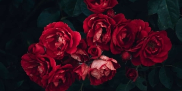 plantar rosas silvestres con esquejes