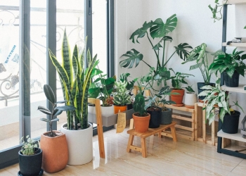 salón con plantas