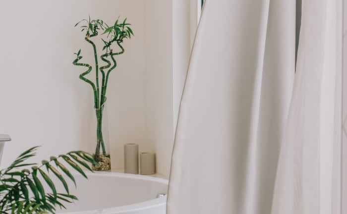 planta de bambú en el baño