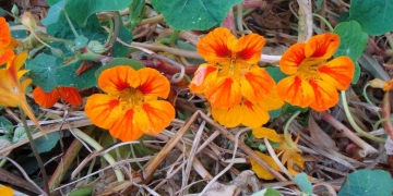 capuchina