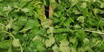 cilantro