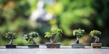 how to plant bonsai