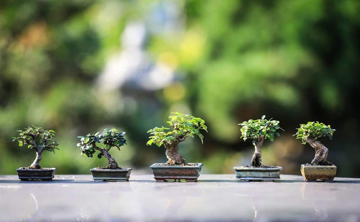 Cómo plantar árbol bonsái en pocos y sencillos pasos