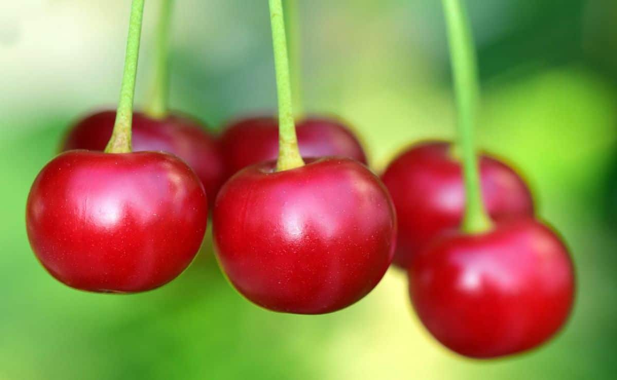 how to plant cherry trees