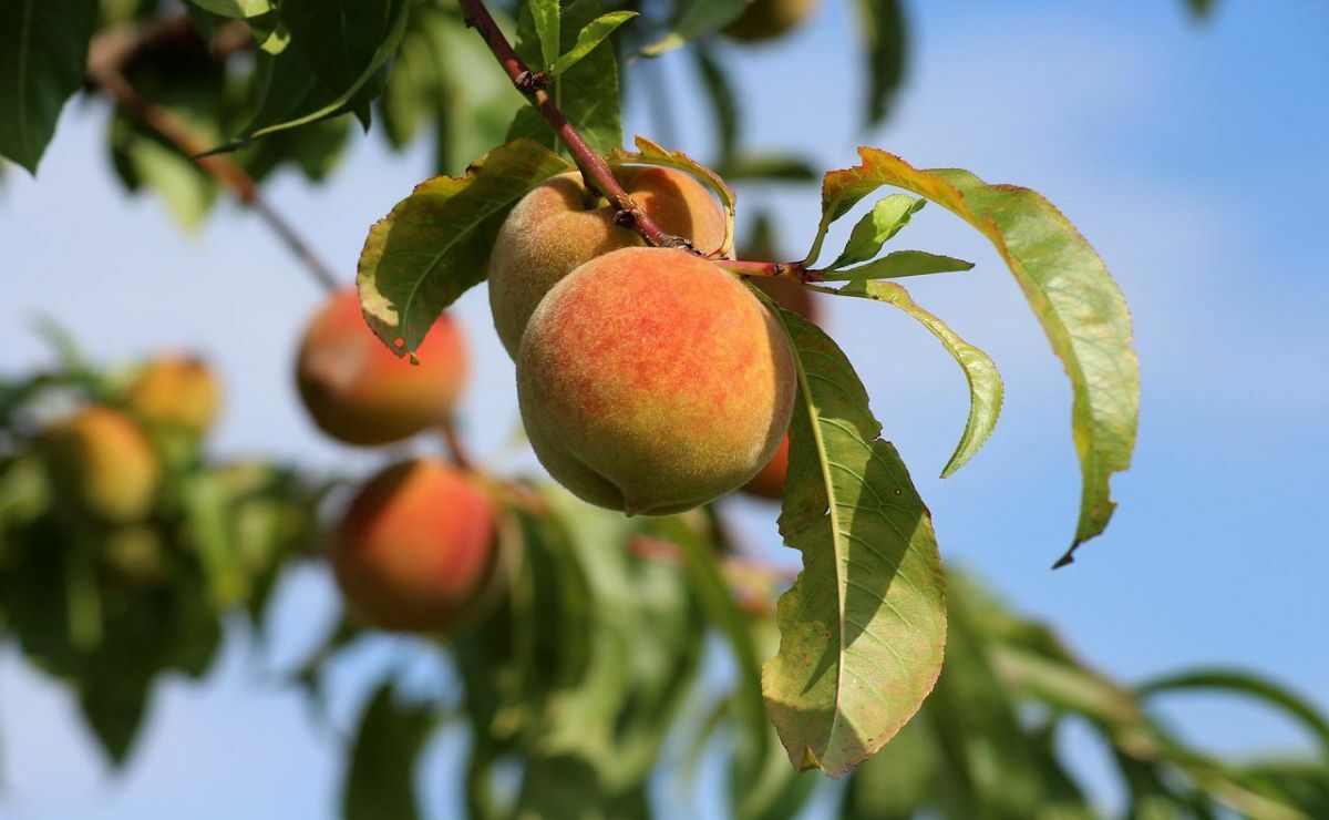 how to plant peaches