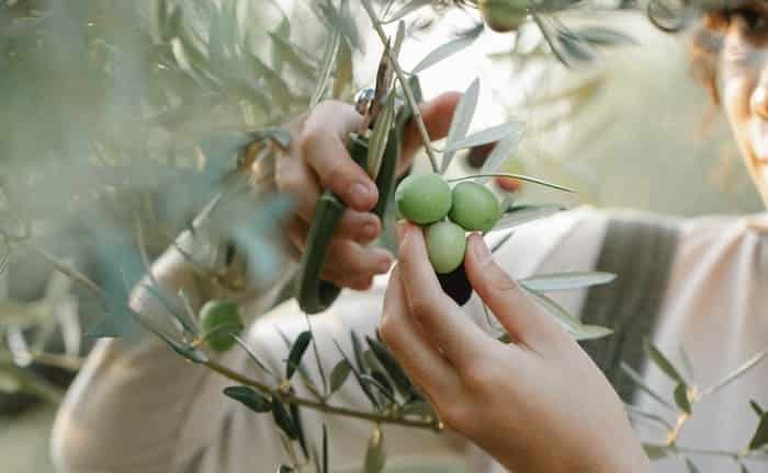 cultivo de aceitunas para aceite de oliva español