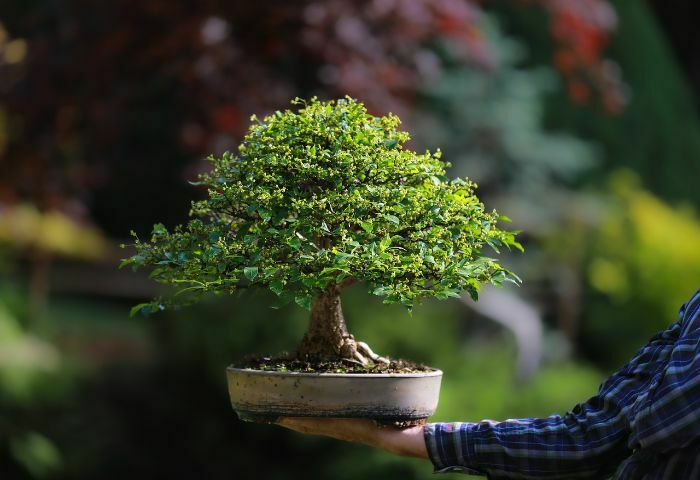 planting bonsai