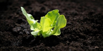 plantar lechuga